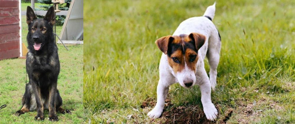 Russell Terrier vs East German Shepherd - Breed Comparison