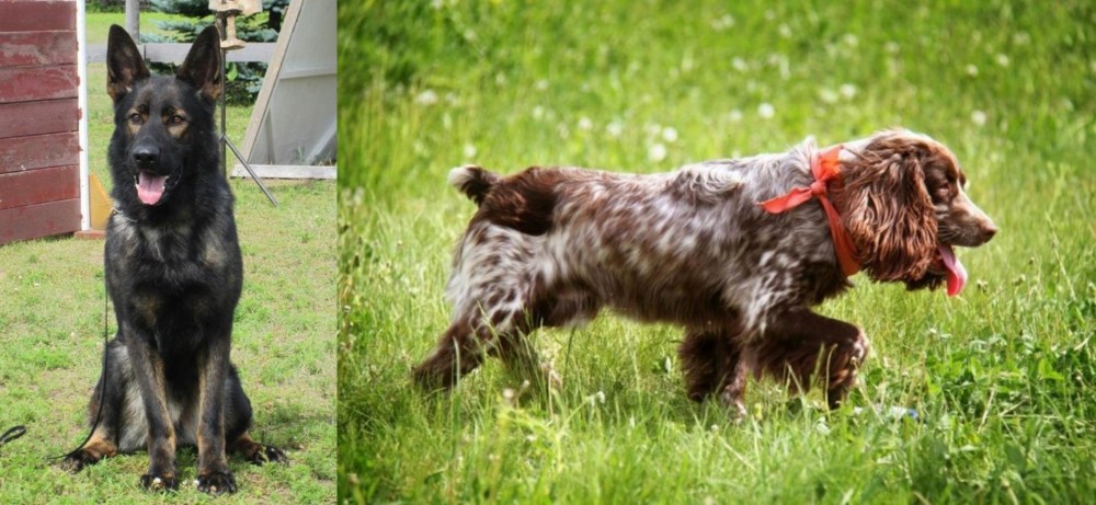 Russian Spaniel vs East German Shepherd - Breed Comparison