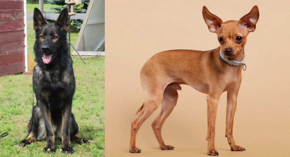 Russian Toy Terrier vs East German Shepherd - Breed Comparison