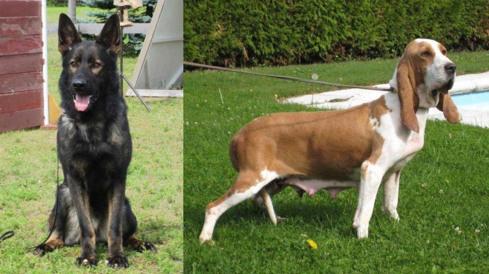 Sabueso Espanol vs East German Shepherd - Breed Comparison