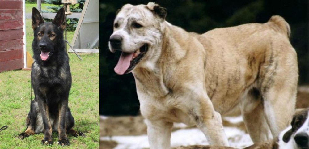 Sage Koochee vs East German Shepherd - Breed Comparison