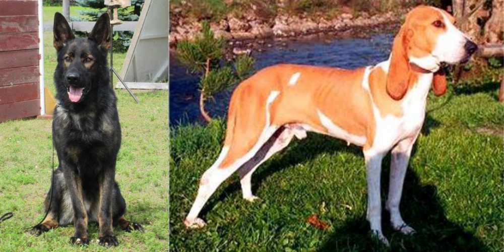 Schweizer Laufhund vs East German Shepherd - Breed Comparison