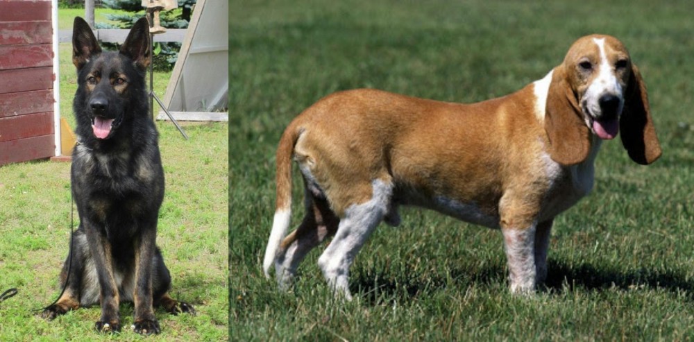 Schweizer Niederlaufhund vs East German Shepherd - Breed Comparison