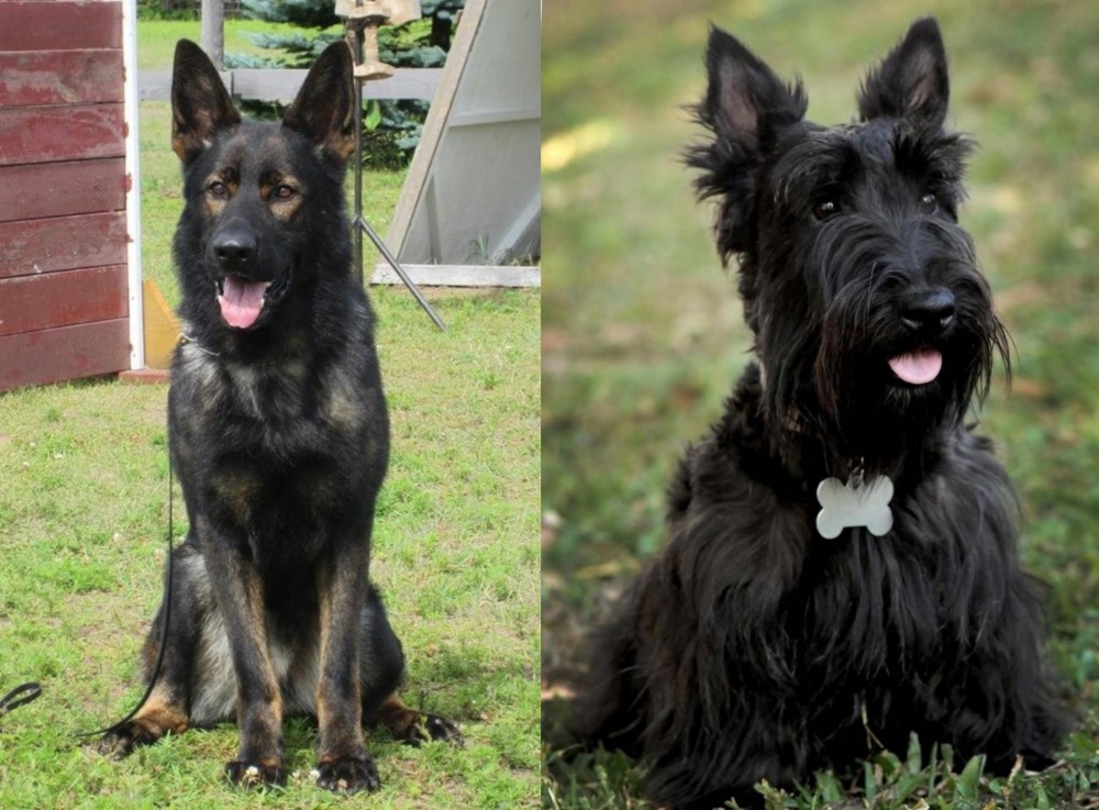 Scoland Terrier vs East German Shepherd - Breed Comparison