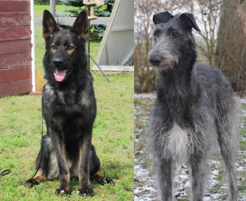 Scottish Deerhound vs East German Shepherd - Breed Comparison