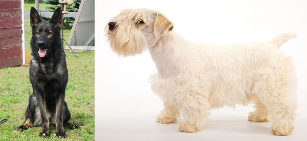 Sealyham Terrier vs East German Shepherd - Breed Comparison