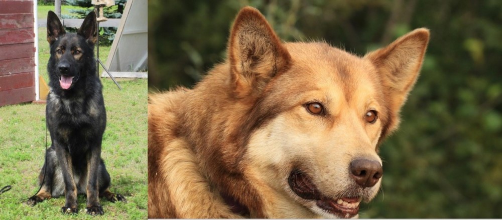 Seppala Siberian Sleddog vs East German Shepherd - Breed Comparison