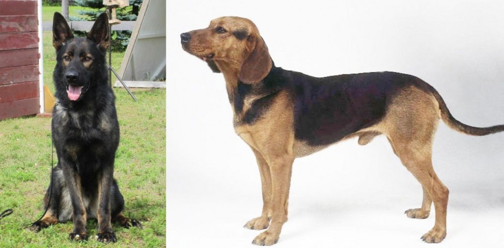 Serbian Hound vs East German Shepherd - Breed Comparison