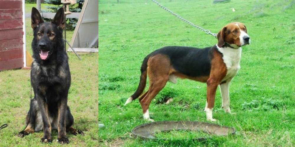Serbian Tricolour Hound vs East German Shepherd - Breed Comparison