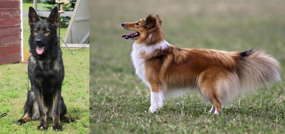 Shetland Sheepdog vs East German Shepherd - Breed Comparison