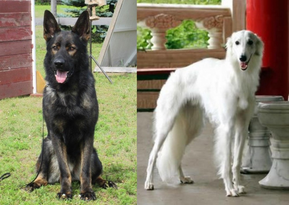 Silken Windhound vs East German Shepherd - Breed Comparison