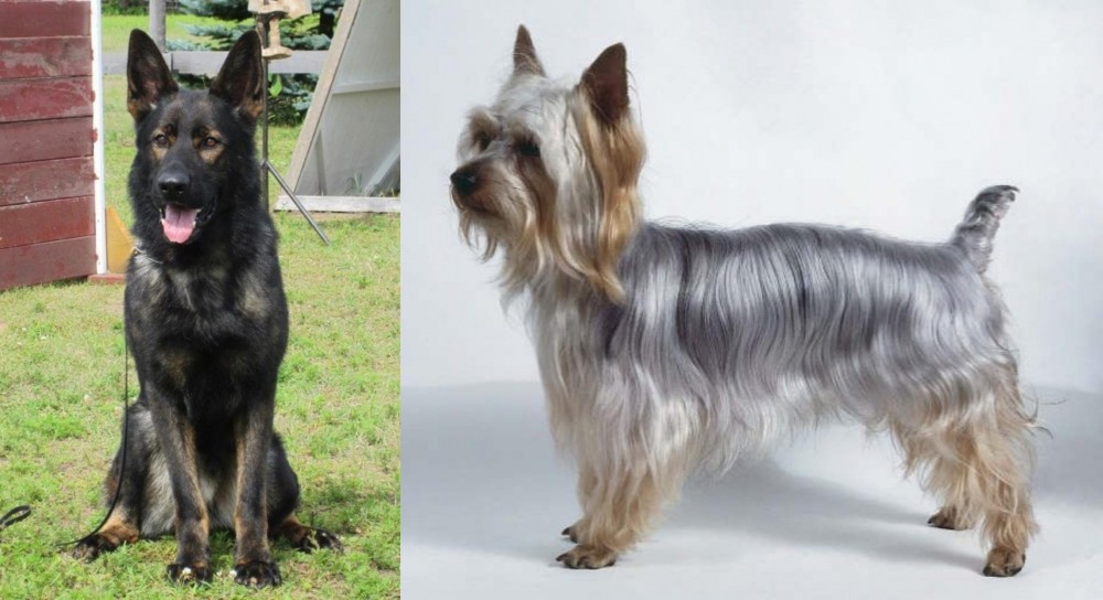 Silky Terrier vs East German Shepherd - Breed Comparison