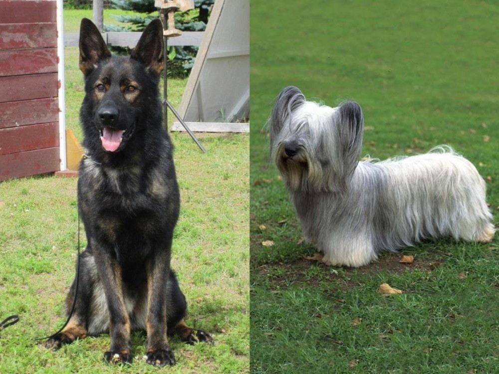 Skye Terrier vs East German Shepherd - Breed Comparison