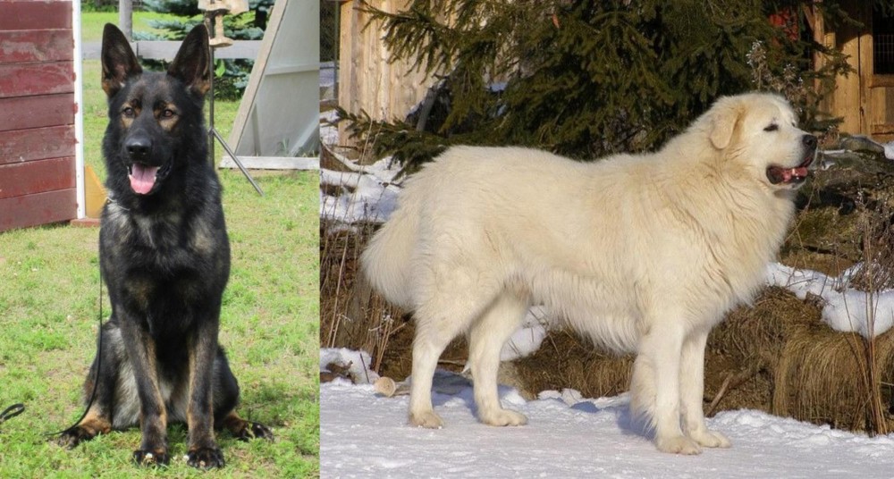 Slovak Cuvac vs East German Shepherd - Breed Comparison