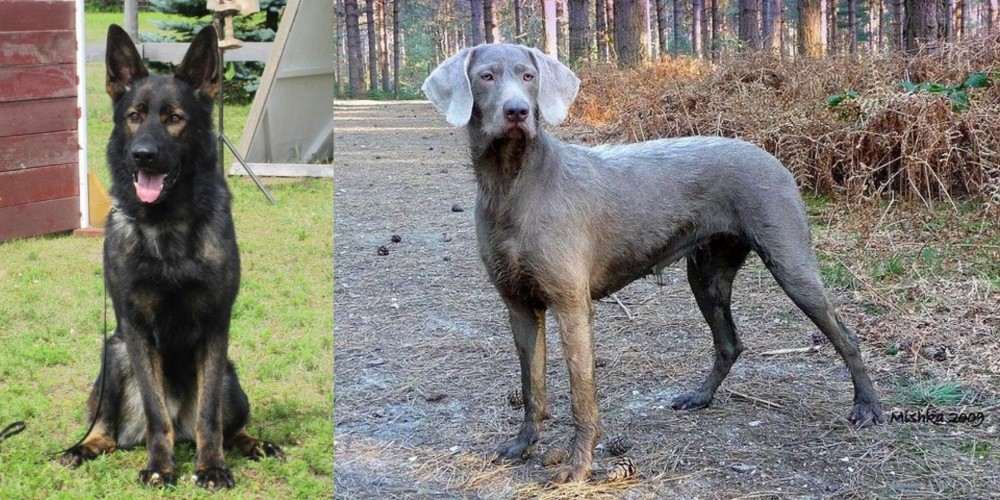 Slovensky Hrubosrsty Stavac vs East German Shepherd - Breed Comparison