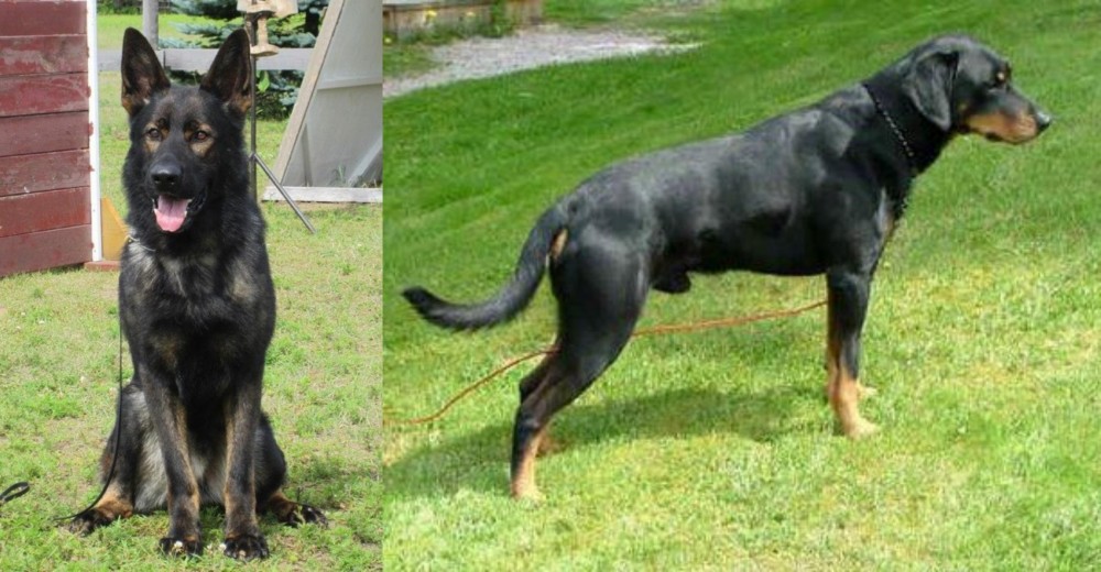 Smalandsstovare vs East German Shepherd - Breed Comparison
