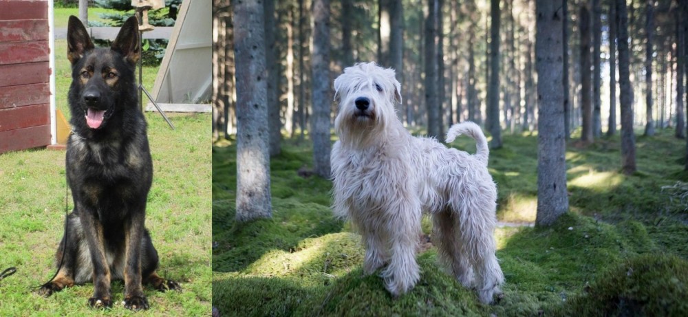 Soft-Coated Wheaten Terrier vs East German Shepherd - Breed Comparison