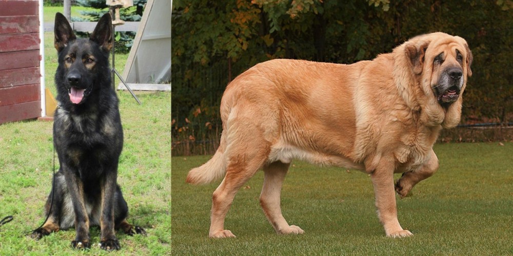 Spanish Mastiff vs East German Shepherd - Breed Comparison