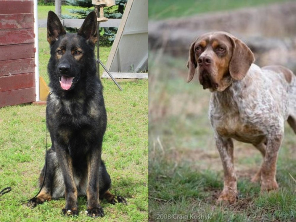 Spanish Pointer vs East German Shepherd - Breed Comparison