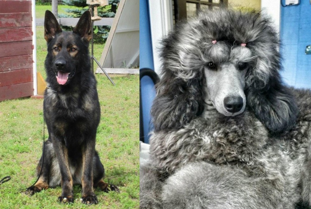 Standard Poodle vs East German Shepherd - Breed Comparison