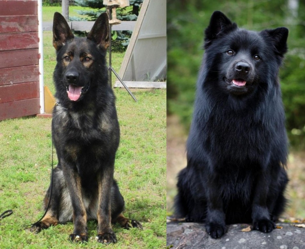 Swedish Lapphund vs East German Shepherd - Breed Comparison