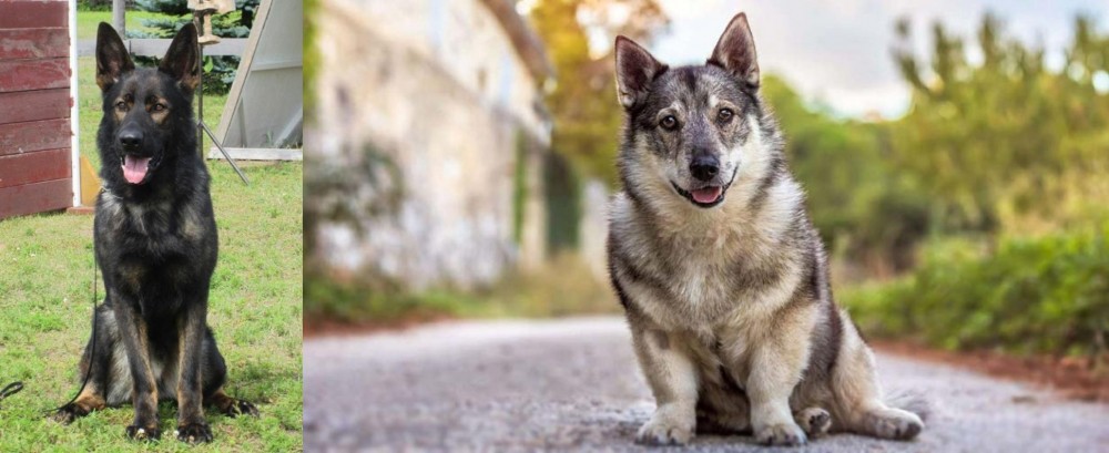 Swedish Vallhund vs East German Shepherd - Breed Comparison