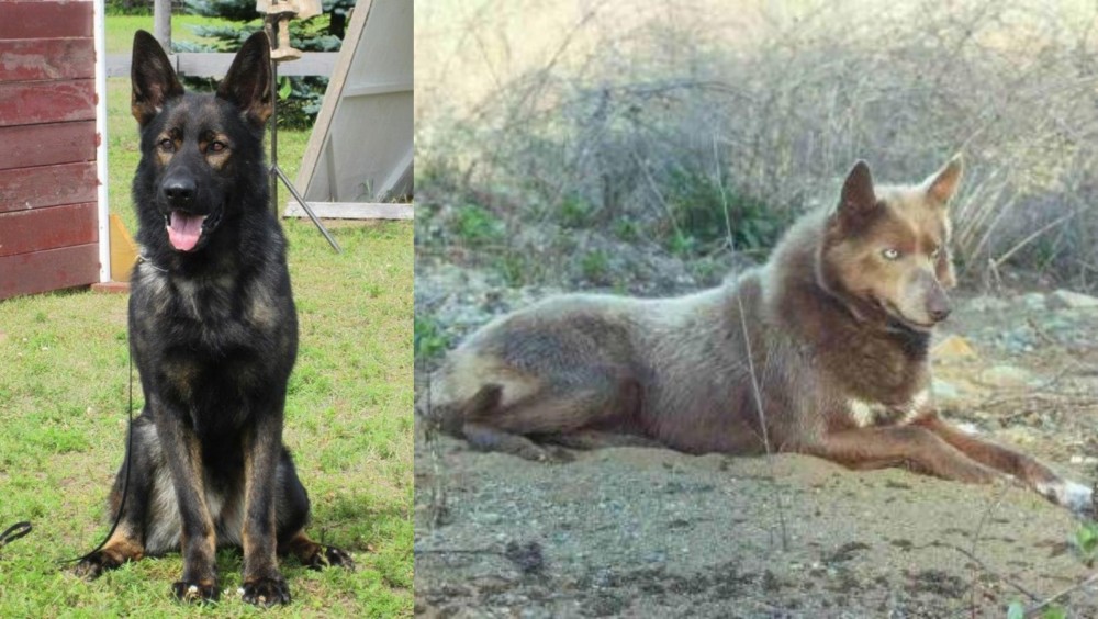 Tahltan Bear Dog vs East German Shepherd - Breed Comparison