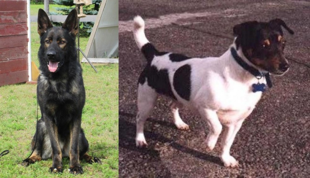 Teddy Roosevelt Terrier vs East German Shepherd - Breed Comparison