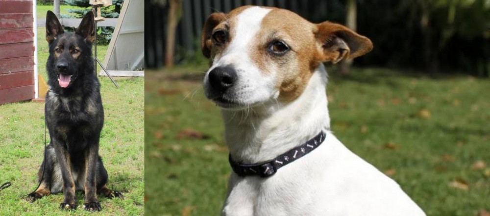 Tenterfield Terrier vs East German Shepherd - Breed Comparison