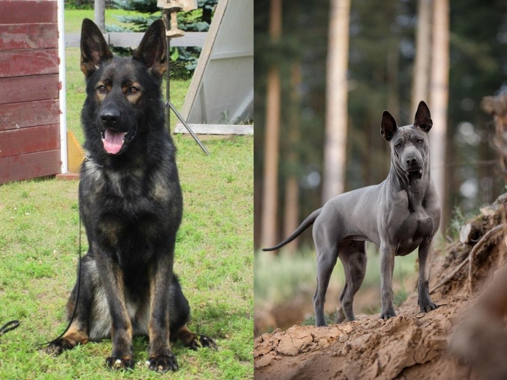Thai Ridgeback vs East German Shepherd - Breed Comparison