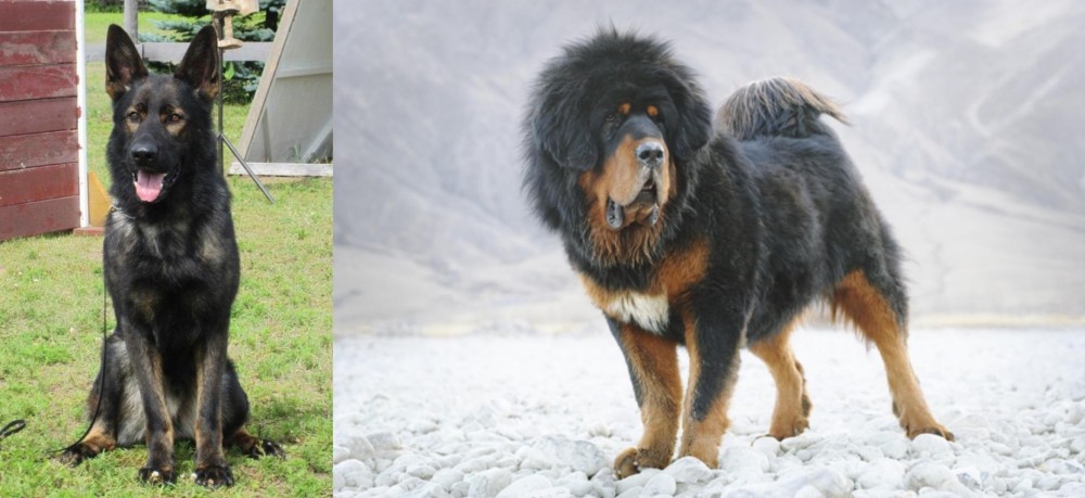 Tibetan Mastiff vs East German Shepherd - Breed Comparison