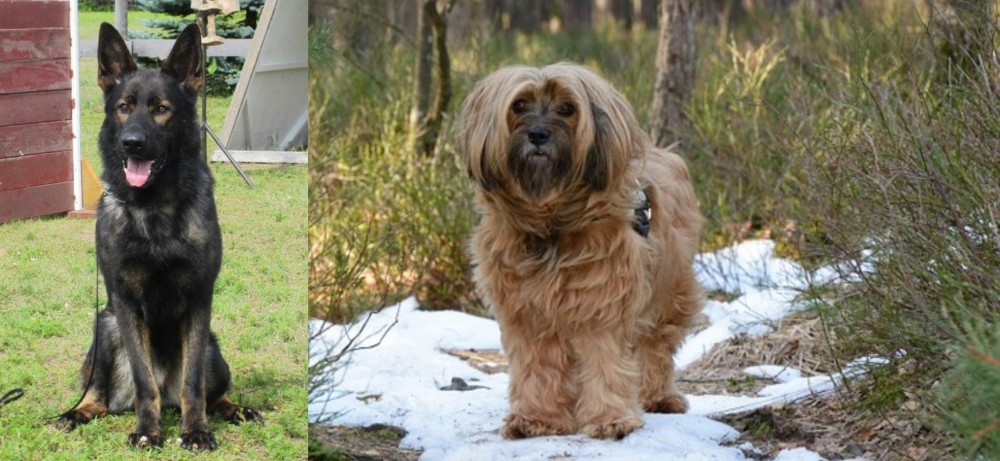 Tibetan Terrier vs East German Shepherd - Breed Comparison