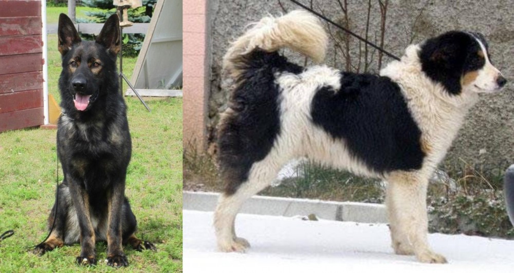 Tornjak vs East German Shepherd - Breed Comparison