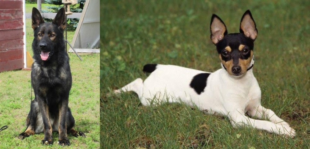 Toy Fox Terrier vs East German Shepherd - Breed Comparison