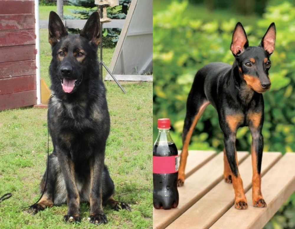 Toy Manchester Terrier vs East German Shepherd - Breed Comparison