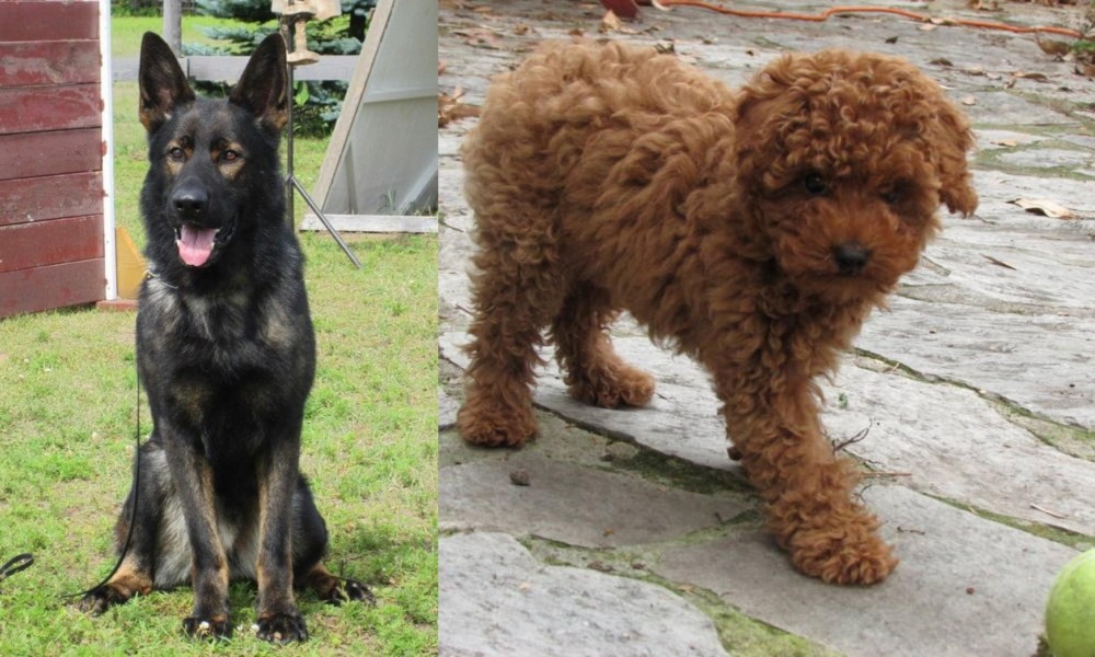 Toy Poodle vs East German Shepherd - Breed Comparison