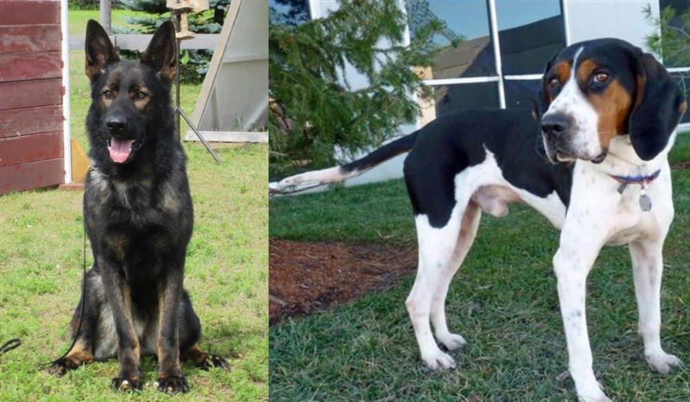 Treeing Walker Coonhound vs East German Shepherd - Breed Comparison