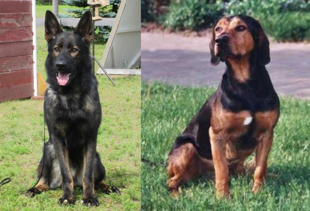 Tyrolean Hound vs East German Shepherd - Breed Comparison