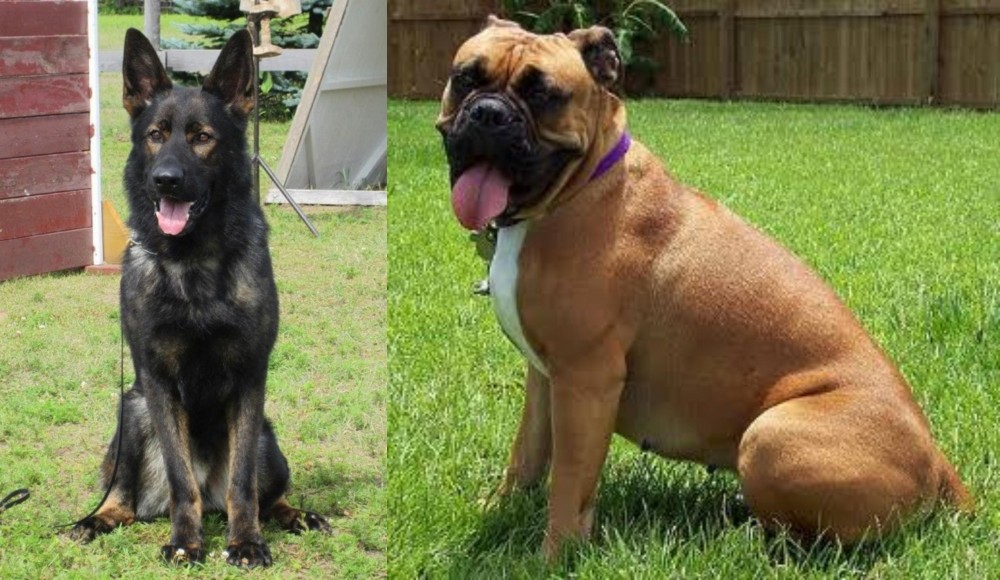 Valley Bulldog vs East German Shepherd - Breed Comparison