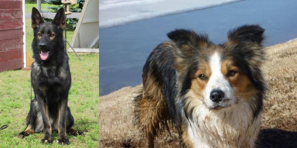 Welsh Sheepdog vs East German Shepherd - Breed Comparison