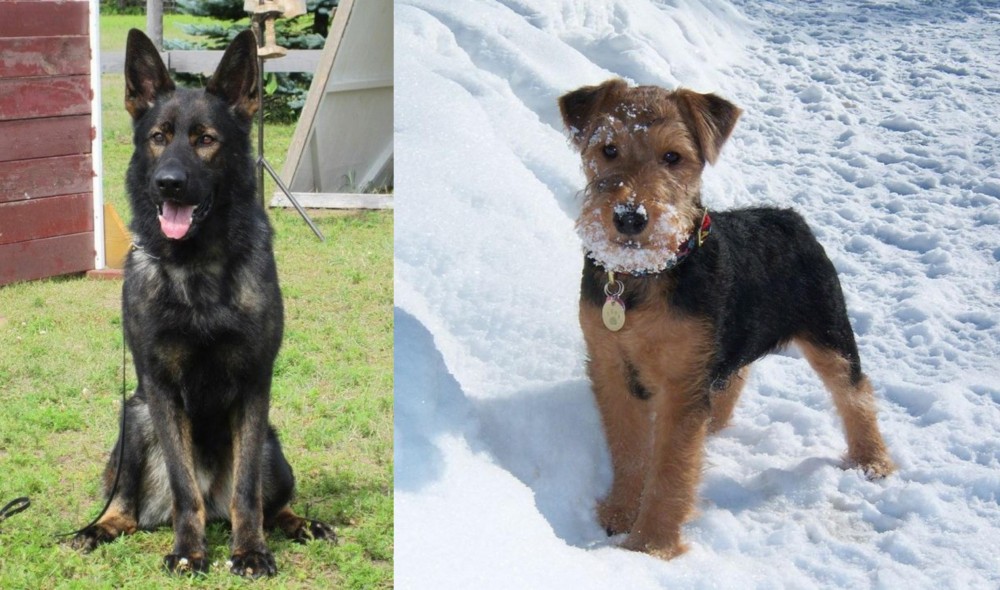 Welsh Terrier vs East German Shepherd - Breed Comparison