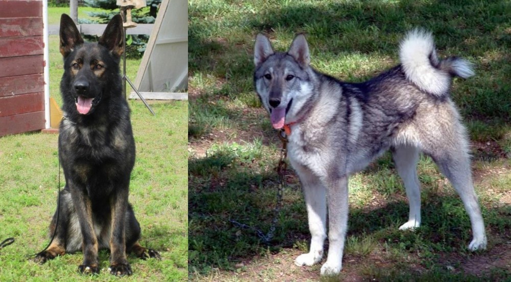 West Siberian Laika vs East German Shepherd - Breed Comparison
