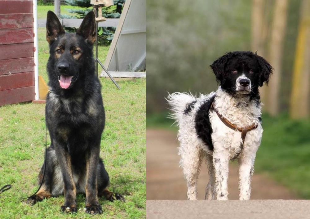 Wetterhoun vs East German Shepherd - Breed Comparison