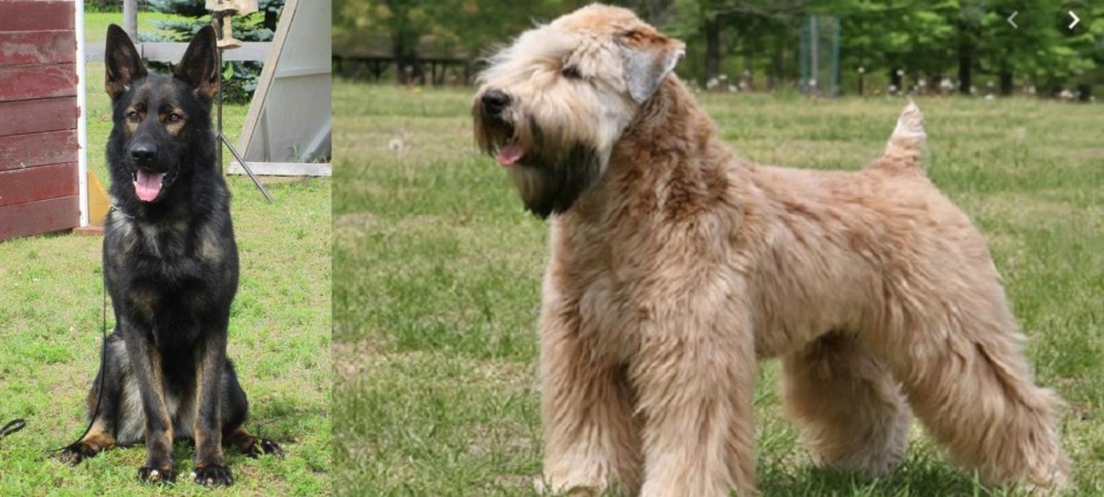 Wheaten Terrier vs East German Shepherd - Breed Comparison
