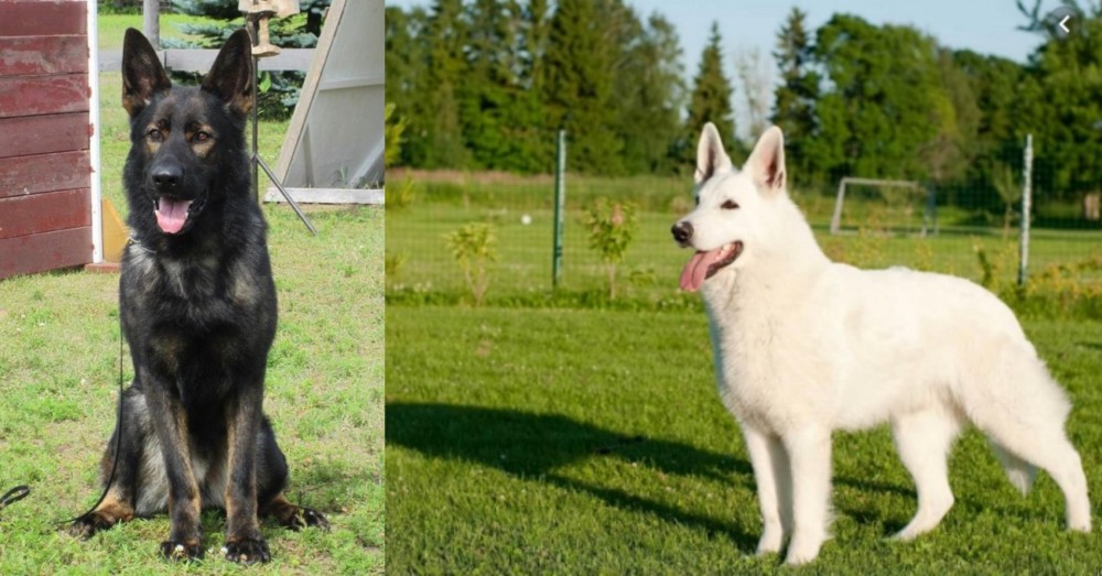 White Shepherd vs East German Shepherd - Breed Comparison