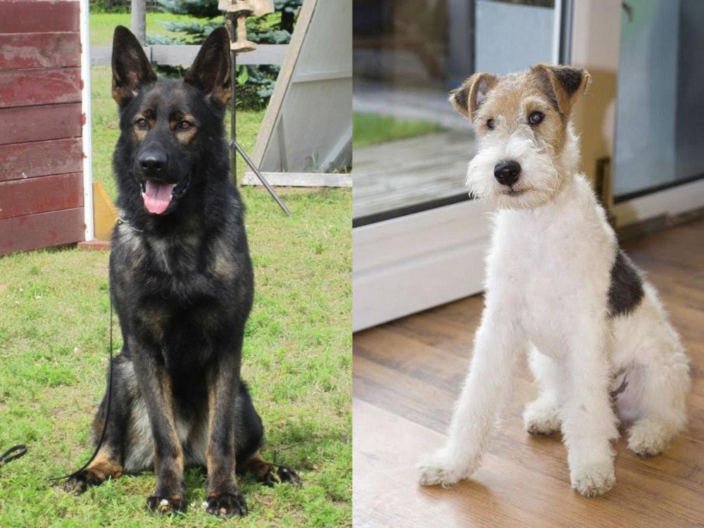 Wire Fox Terrier vs East German Shepherd - Breed Comparison
