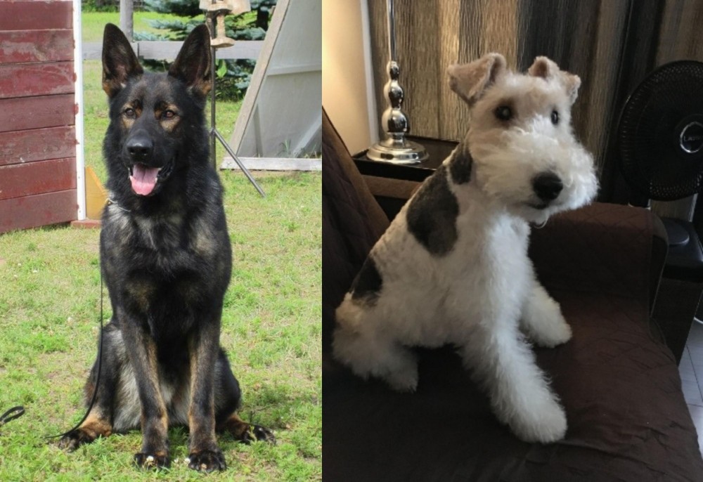 Wire Haired Fox Terrier vs East German Shepherd - Breed Comparison