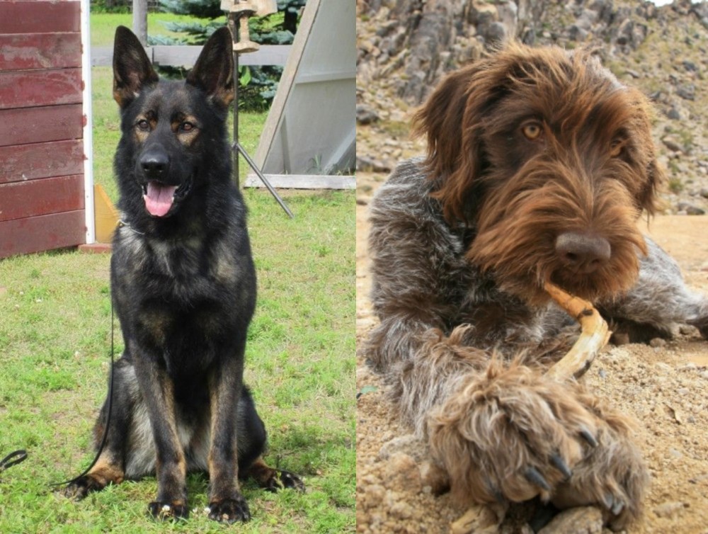 Wirehaired Pointing Griffon vs East German Shepherd - Breed Comparison
