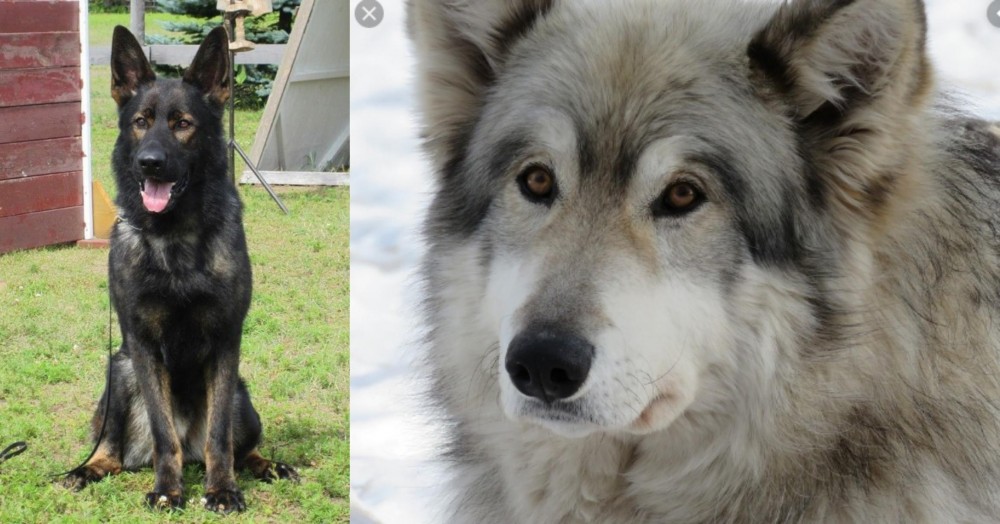 Wolfdog vs East German Shepherd - Breed Comparison