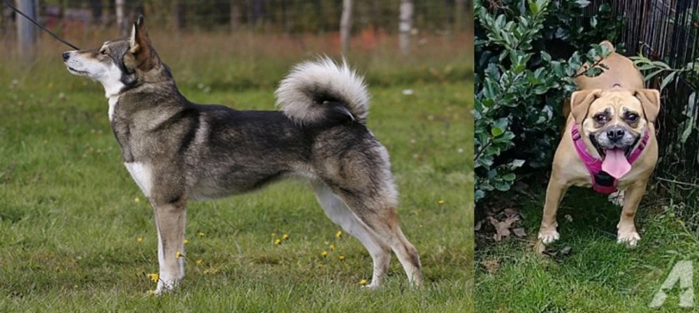 Beabull vs East Siberian Laika - Breed Comparison